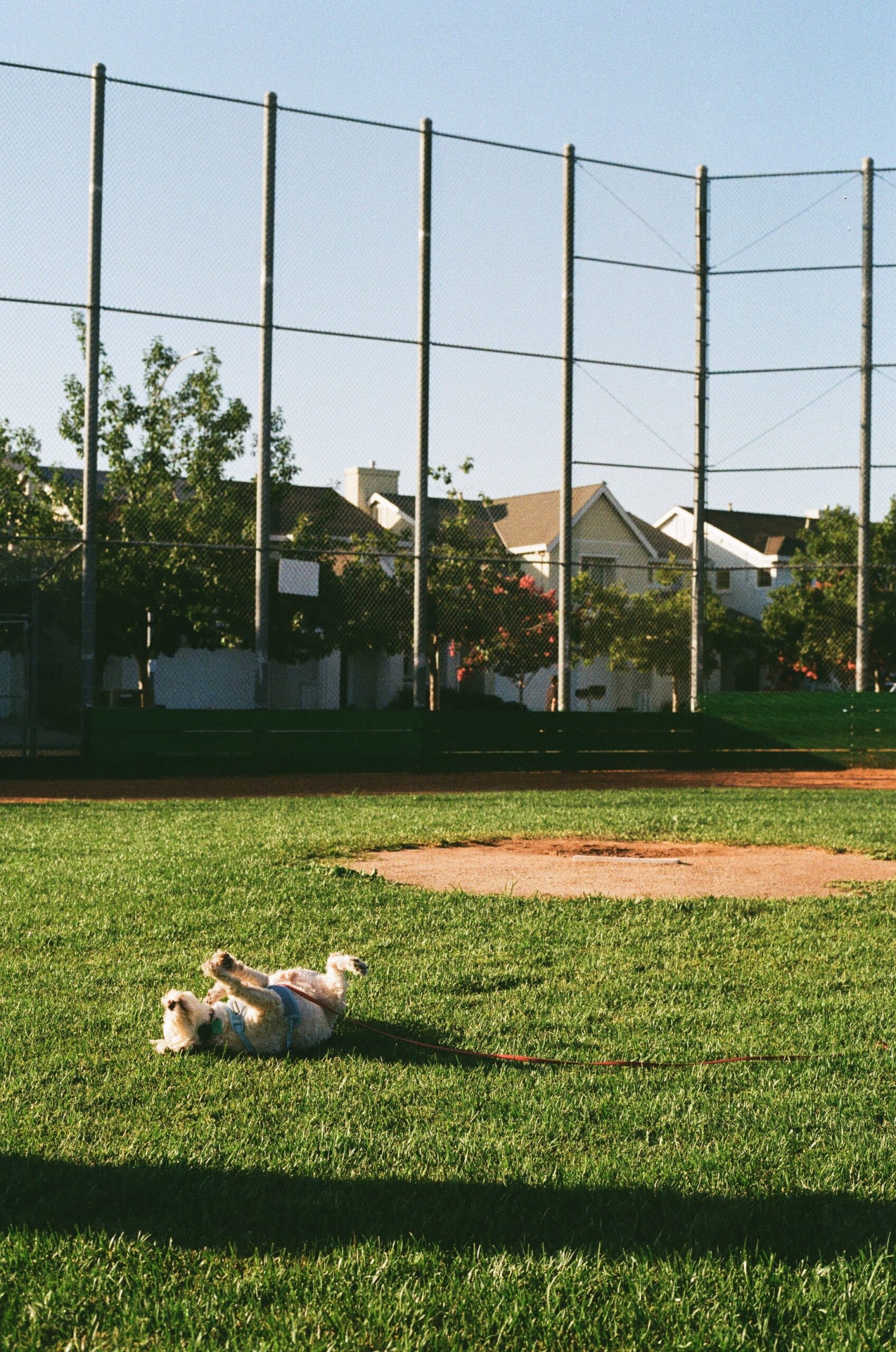 about-daisy-baseball about-daisy-baseball